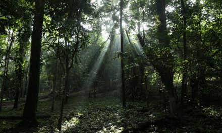 Proteggere le foreste può aumentare del 75% la capacità di stoccaggio della CO2