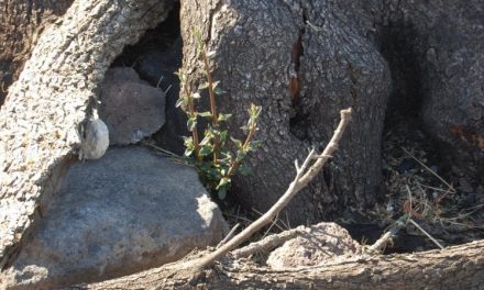 Rinasce l’olivastro millenario di Cuglieri: a un anno dal rogo crescono i germogli