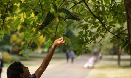 L’invasione di pappagalli e altri uccelli tropicali a Londra è una conferma del cambiamento climatico