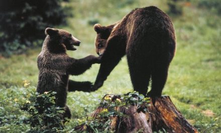 Abruzzo, nel Parco della Maiella ora c’è un sentiero dell’orso. “Per conoscerlo e rispettarlo”