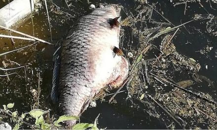Strage di pesci in Veneto: 200 carpe e siluri morti nella laguna