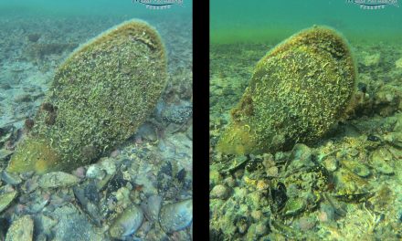 Nel mare di Taranto ritorna la Pinna nobilis: il mollusco più grande del Mediterraneo è ad alto rischio estinzione