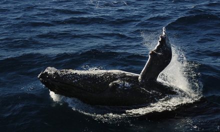 Il canto delle balene è una rivoluzione che attraversa l’oceano