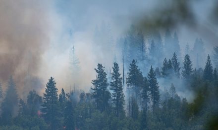 Le antiche sequoie salvate dall’inferno