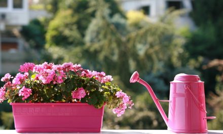 Innaffiare senza sprechi: 10 consigli per risparmiare acqua in balcone e in giardino