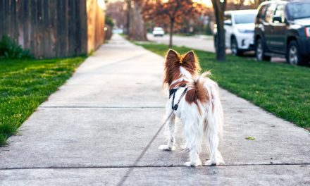 La passeggiata col cane fa bene anche al quartiere