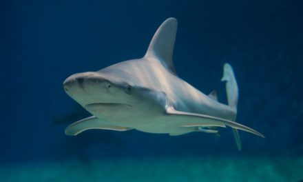 Sos squali, sempre più specie a rischio: così l’uomo prova a salvarli