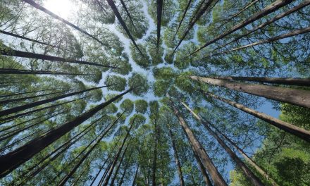 È ora di riconoscere il potenziale del legno sostenibile per il Pianeta