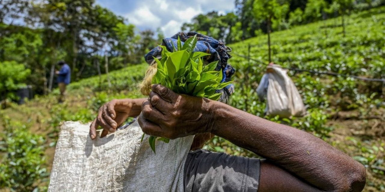 Il problema dello Sri Lanka non è l’agricoltura biologica