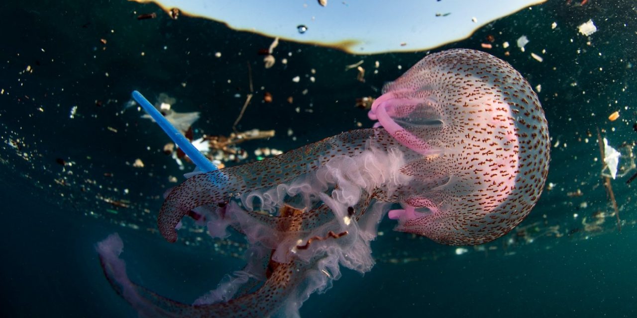 A Procida la mostra sulla convivenza tra organismi marini e plastica