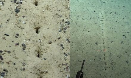 Il mistero dei buchi sul fondo dell’oceano Atlantico