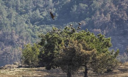 Paradosso Grecia. L’incendio della foresta di Dadia salva gli altri parchi nazionali: legge pro edilizia e turismo rinviata. Per ora