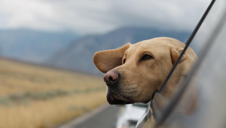 Viaggiare pet friendly: mete e consigli per la Giornata del cane (e non solo)