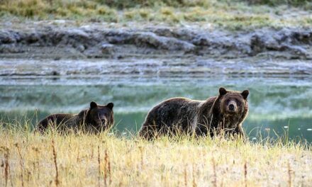 Gli orsi sono fra gli animali più resistenti al clima che cambia