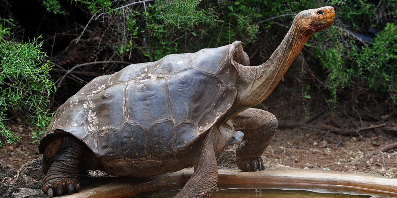 Galapagos: 4 tartarughe giganti uccise per la loro carne