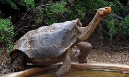 Galapagos: 4 tartarughe giganti uccise per la loro carne