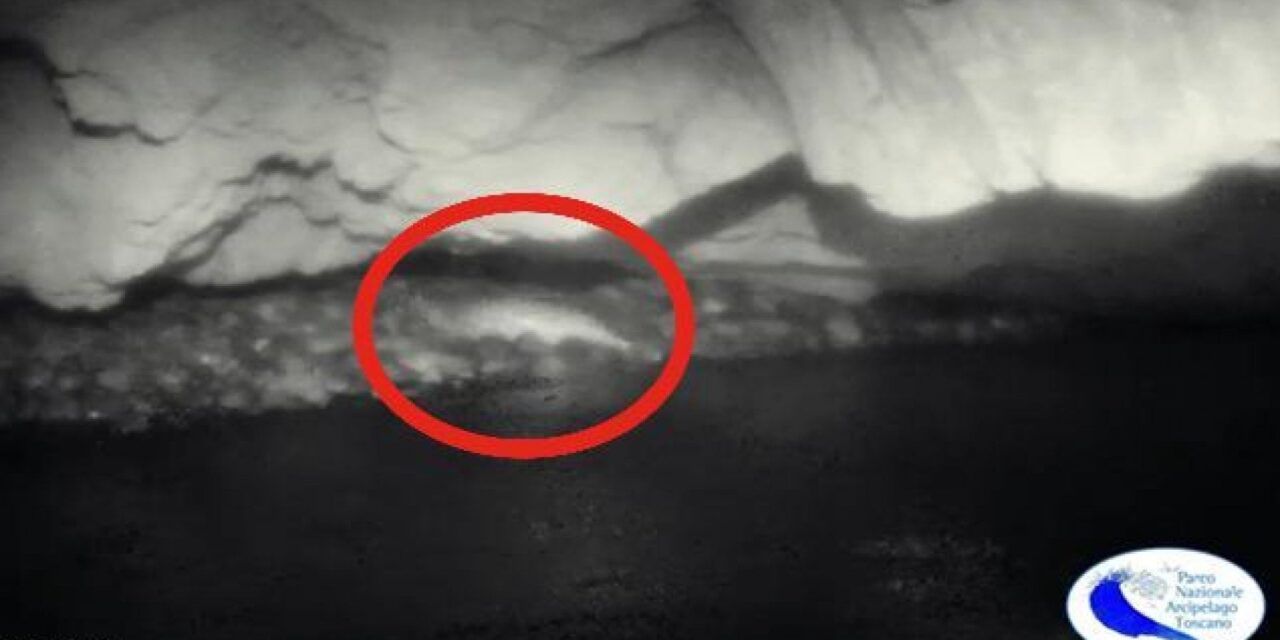 La foca monaca filmata a Capraia: “Un successo il divieto di accesso alla grotta”