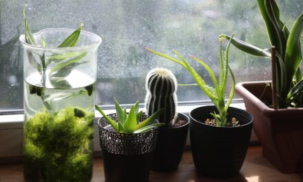 Dieci piante facili per appartamenti difficili