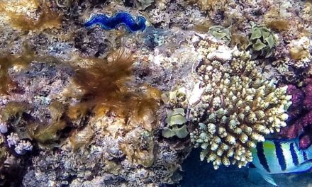 Mar Rosso ultimo rifugio dei coralli: studio svela perché sono gli unici a sopravvivere al caldo estremo
