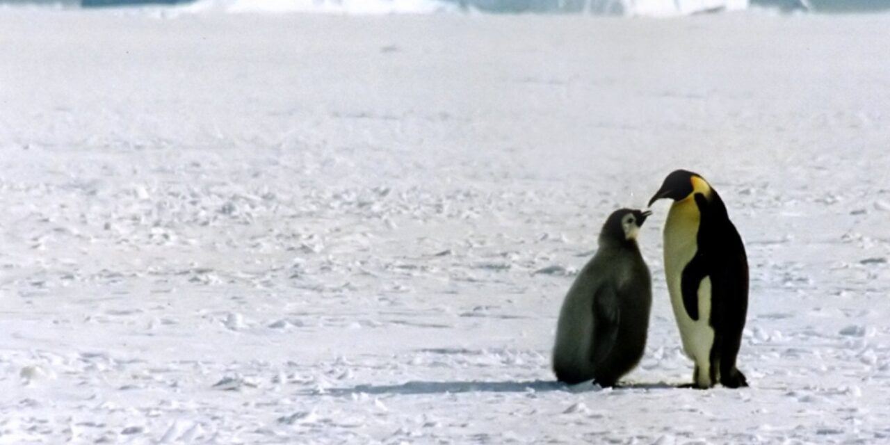 Lo studio: la microplastica è anche in Antartide ma il pinguino imperatore per ora è salvo