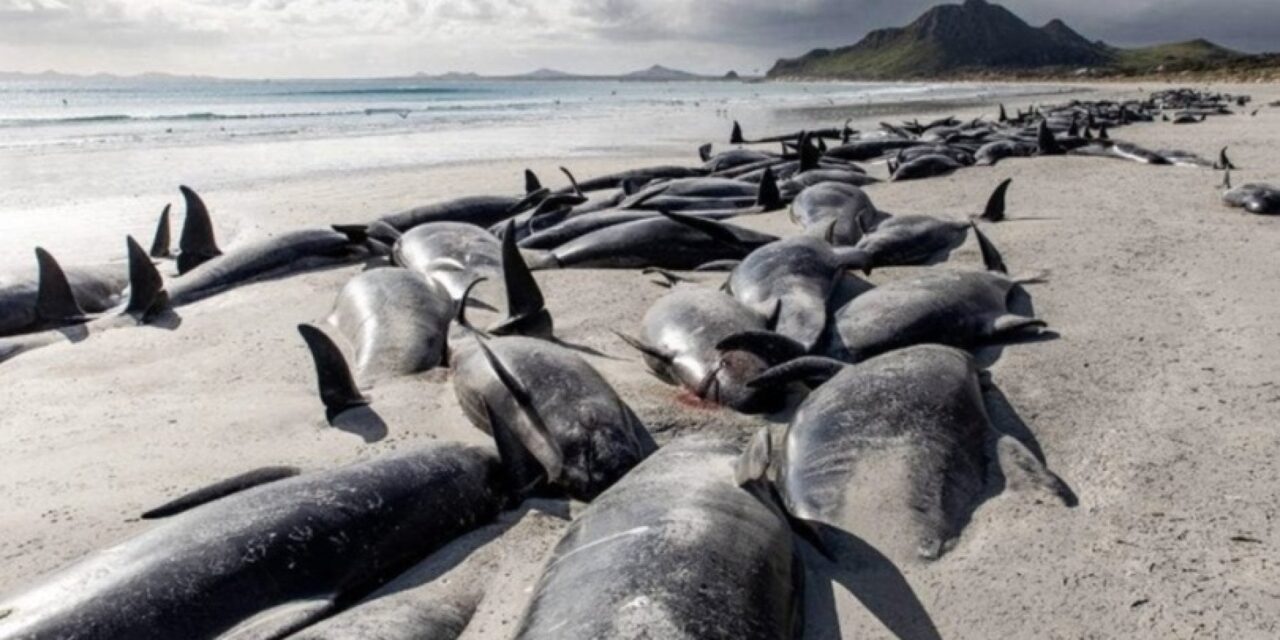 In Nuova Zelanda muoiono le balene: 500 spiaggiate in pochi giorni