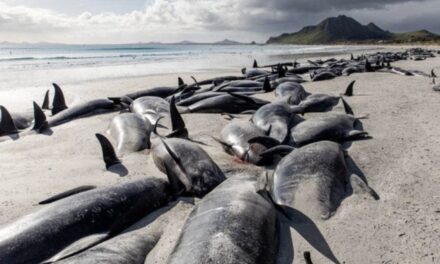 In Nuova Zelanda muoiono le balene: 500 spiaggiate in pochi giorni