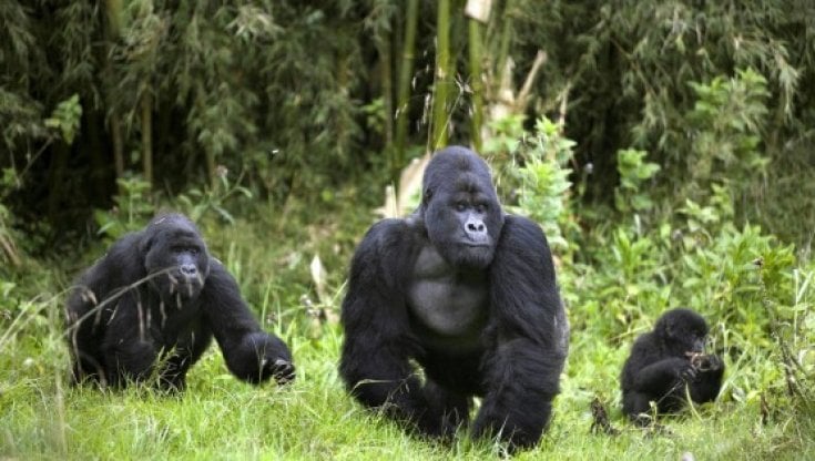 La sorprendente amicizia fra gorilla e scimpanzé nelle foreste del Congo