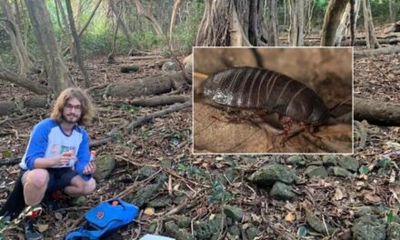 I segreti dell’ecosistema nello scarafaggio mangia-legna
