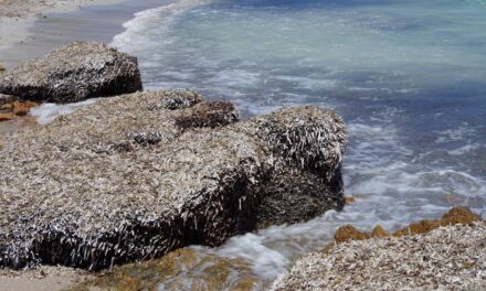 Produrre energia pulita dalla Posidonia spiaggiata