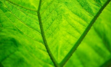 Una nuova fotosintesi artificiale per ottenere combustibili alternativi