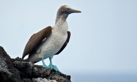 Aviaria, l’emergenza nell’Ecuador fa scattare l’allarme alle Galapagos: eden della biodiversità a rischio