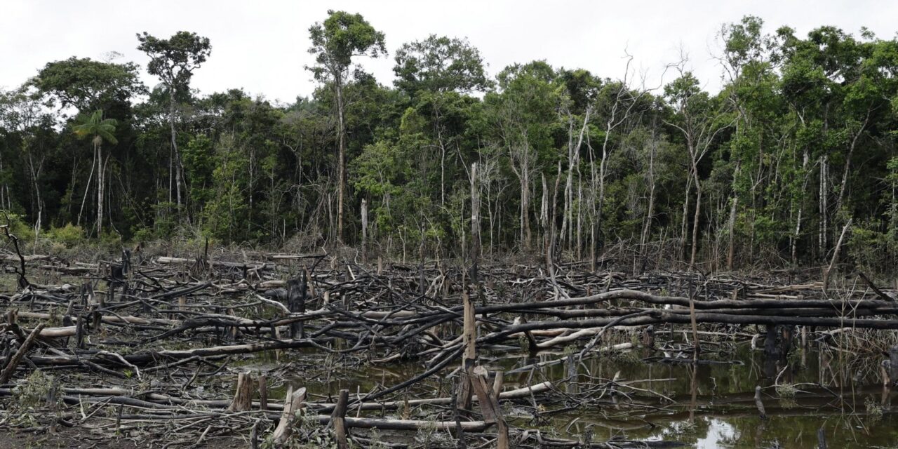 Deforestazione record in Amazzonia, persi quasi 3mila campi di calcio al giorno