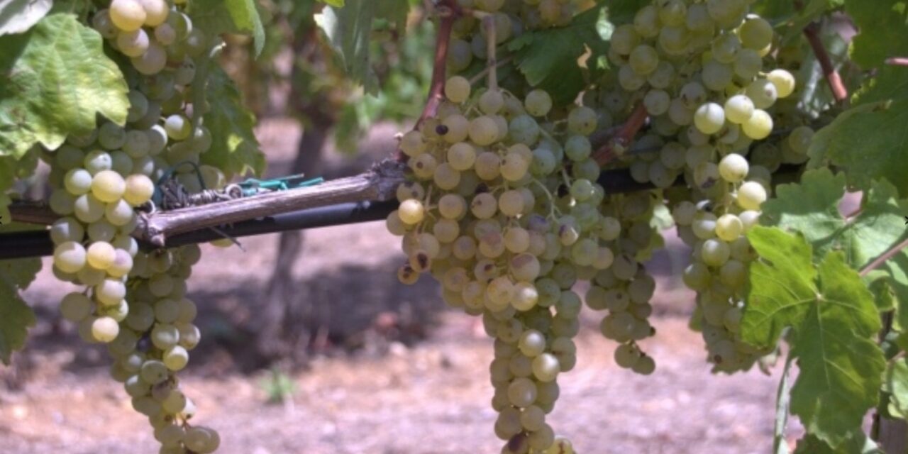 Falanghina, Negrellone e gli altri: i vitigni antichi che resistono al cambiamento climatico