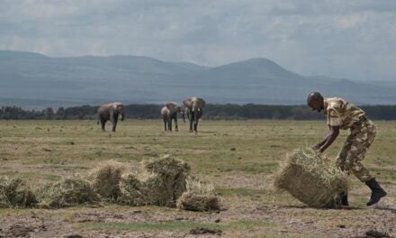 Kenya, siccità più grave ultimi 40 anni uccide migliaia di animali selvatici