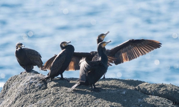 La concorrenza fra cormorani e pescatori: fra verità e fake news