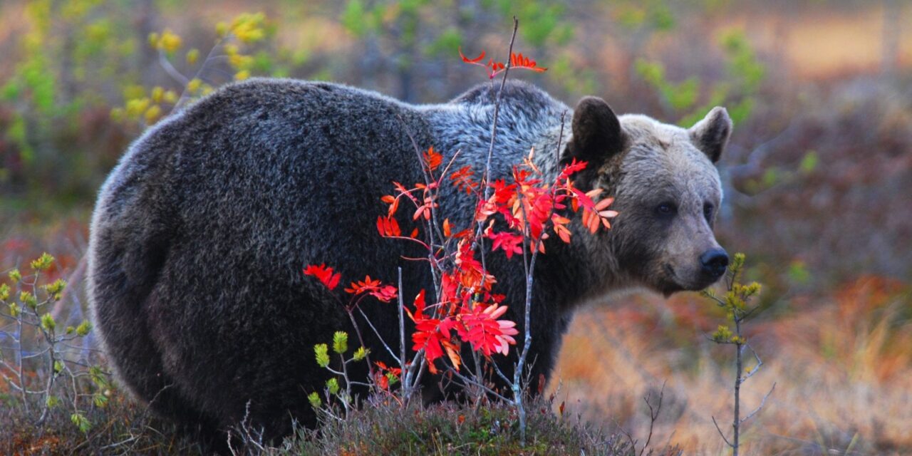 “Gli attacchi di orsi e lupi sono causati dai nostri comportamenti sbagliati”
