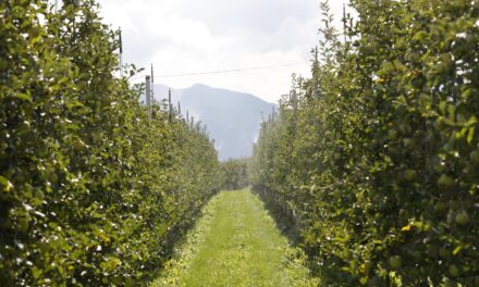Con la tecnologia si punta a ridurre l’uso di pesticidi per le mele