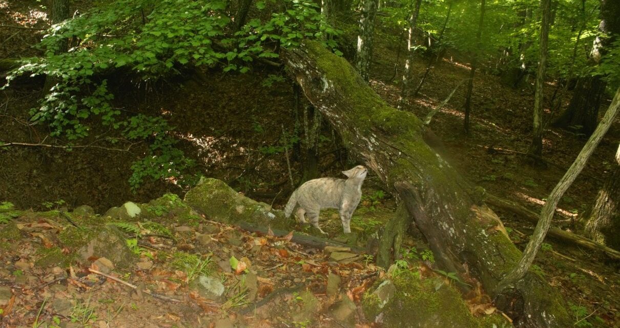 “Nei castagneti abbandonati dell’Appennino ho scoperto (e fotografato) il gatto selvatico”