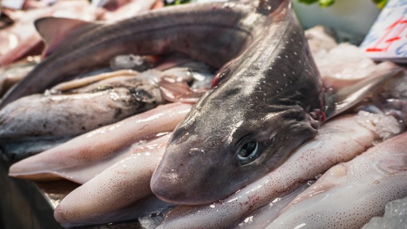 Come arriva la carne di squalo nei nostri piatti