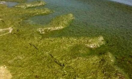 Non solo insetti: le alghe rosse aiutano a ridurre le emissioni