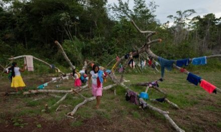 Brasile, le parti di foreste restituite agli indigeni hanno ricominciato a crescere