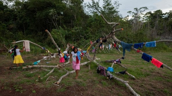 Brasile, le parti di foreste restituite agli indigeni hanno ricominciato a crescere