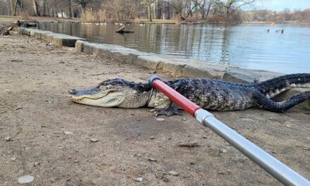 A New York spunta un alligatore nel laghetto