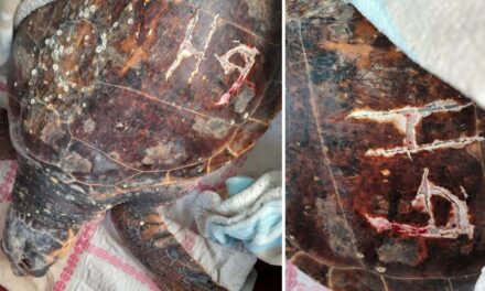 Le iniziali incise sul carapace: tartaruga torturata salvata dal pescatore