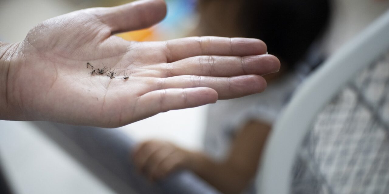 Sempre più zanzare: guadagnano 5 chilometri ogni anno per il clima che cambia