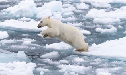 Le minacce che mettono a rischio l’orso polare sono legate alle nostre azioni