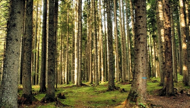 Trentino. In Val di Fiemme il primo bosco antistress certificato al mondo. Alla scoperta del forest bathing