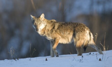 L’Enpa contro le fake news sui lupi: “Nonostante la legge sono sotto attacco”