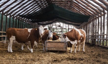 Legno e compost per le mucche: nell’ecostalla il benessere animale fa la differenza