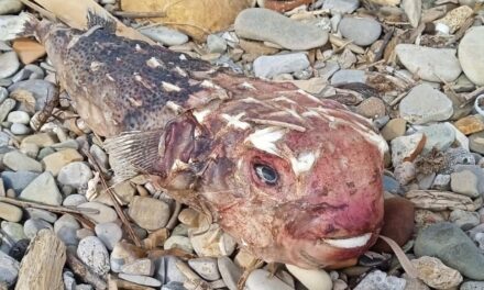 Un altro alieno nel Mediterraneo: trovato sulla costa del Lazio un pesce istrice